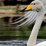 Cygne chanteur et son jeune MG 9870